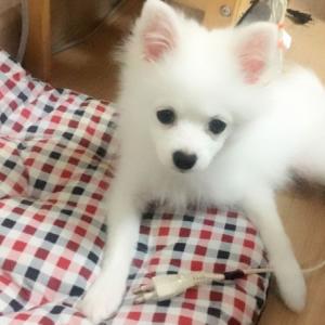 5개월차 포피츠(포메+스피츠)분양합니다