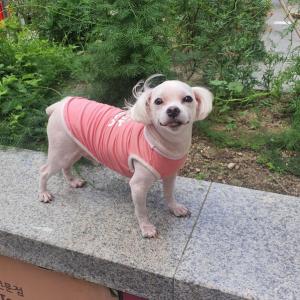 8월11일 21시경 저녁  말티즈를 잃어 버렷습니다