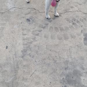 충북 진천에서 흰색 시바견 찾아요