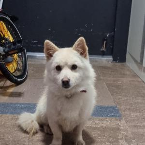 친구 강아지를 찾습니다 천호동에서