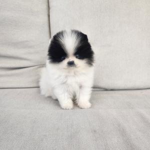 포메라니안분양 작은 사이즈 미니포메분양