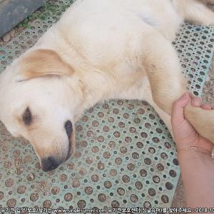 부안 래브라도리트리버 찾습니다