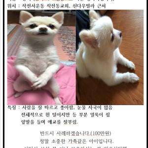 계양구 작전서운동 포메라니안 찾습니다...