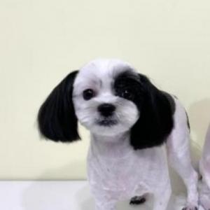 (긴급) 시츄 강아지 찾습니다