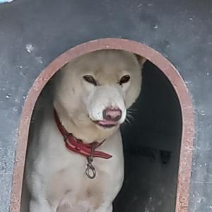 진돗개 여아 찾아요