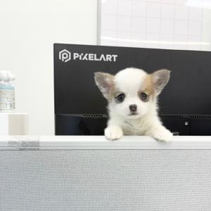 [ 60만원 ] 짧뚱한 웰시코기분양 공주님