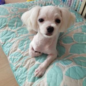 말티즈 남아 찾습니다.