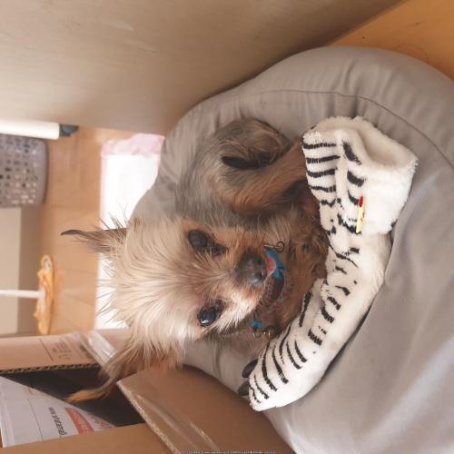 요크셔테리어 (요키) 남 아  8~10살 추정