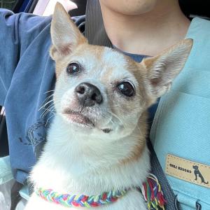 강아지를 찾습니다.