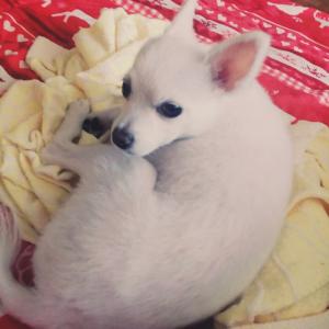 천안시 서북구 쌍용동 7단지 라이프아파트 밑에 근처에서 2세 폼피츠 남아 로또를 잃어버렸습니다