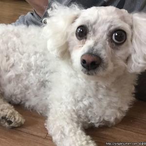 강아지 찾습니다.