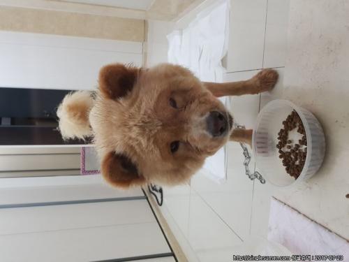 남양주시 별내동에서 혀가 보라색인 어힌 갈색 대형견(챠우챠우?) 보호증중입니다.