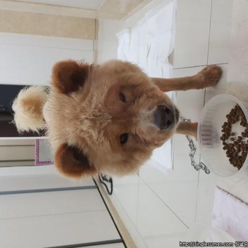 남양주시 별내동에서 혀가 보라색인 어힌 갈색 대형견(챠우챠우?) 보호증중입니다.