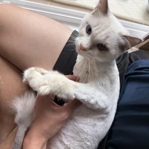 고양이 잘 키워주실분 찾습니다