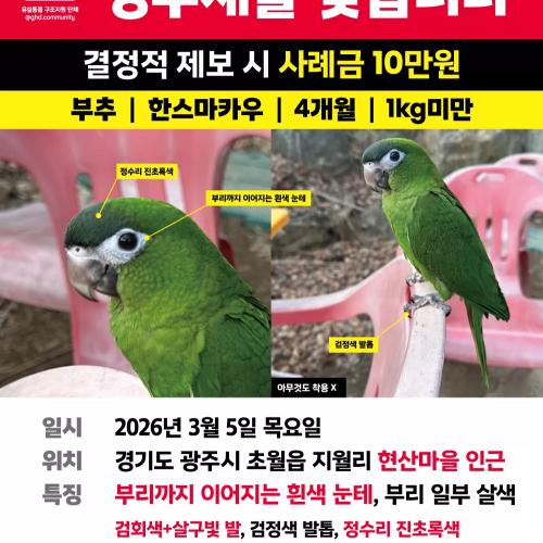 초록색 앵무새 찾습니다