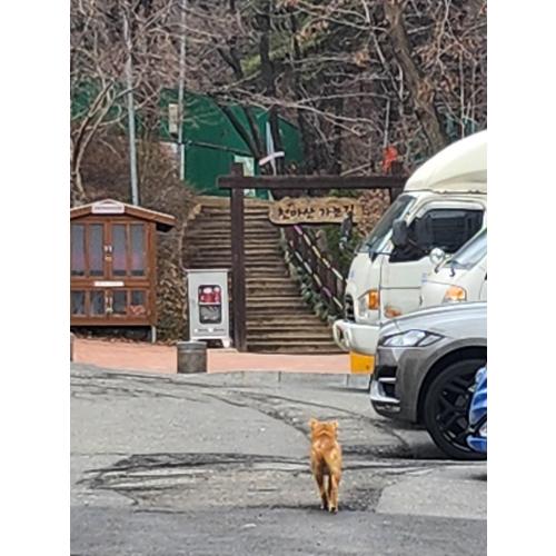 오랫동안 떠돌아다니는 유기견이요