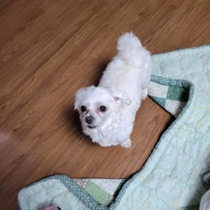 말티즈 2살 수컷 찾습니다