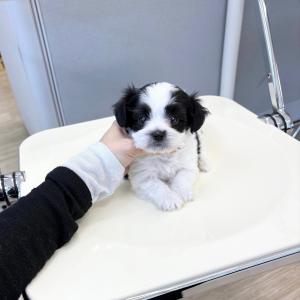 [ 50만원 ] 사랑스런 꼬똥드툴레아와 비숑프리제 믹스견 분양