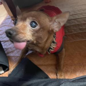 강아지 찾습니다ㅠ