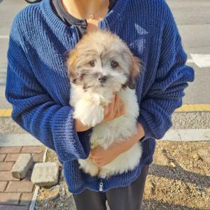 강아지분양 김포강아지분양 꼬똥 드 툴레아분양 혈통서 보유중인 상위1%퀄리티!! 귀하디 귀한 혈통좋은 꼬똥 드 툴레아 분양보내용~