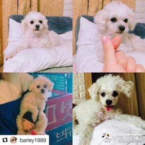 여러분~ 도와주세요. 초코를 찾아주세요. 부탁드립니다~~