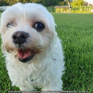 대방동 영진교회 근처에서 분실된 코코를 찾습니다.
