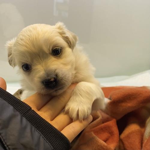 믹스견 2개월 남자아가 책임감있게 입양해주실분 찾습니다