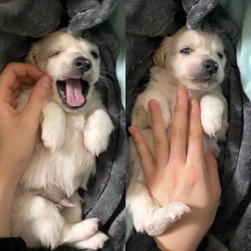 믹스견 2개월 남자아가 책임감있게 입양해주실분 찾습니다