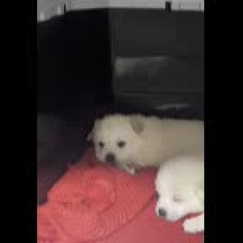 진도믹스 아기강아지 분양합니다