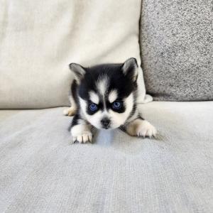 폼스키분양 공주님 2개월령 블루아이 귀 쫑긋