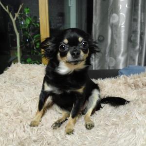 강아지를 찾습니다