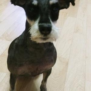 월곡동(장위동) - 슈나우저(검은색) 강아지를 찾습니다