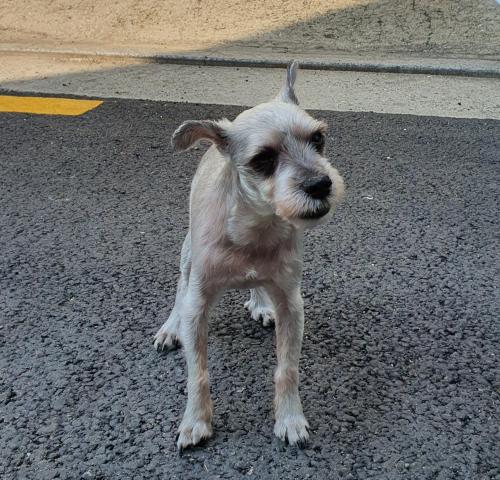 슈나우저 회색 보호중 나이많아보임