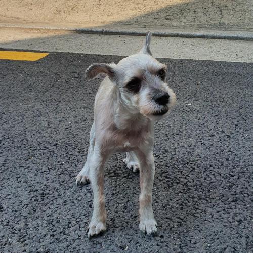 슈나우저 회색 보호중 나이많아보임