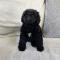 스탠다드푸들분양 블랙스탠다드푸들분양 2개월령 모량 빵빵 가슴에 포인트 흰털있어요