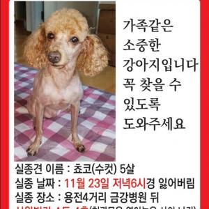 강아지를 찾습니다