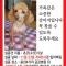 강아지를 찾습니다
