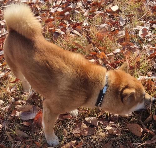 강아지 주인을 찾습니다(구미시)