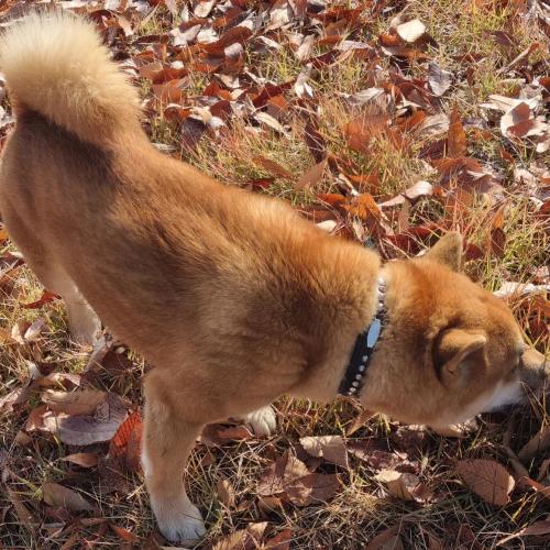 강아지 주인을 찾습니다(구미시)