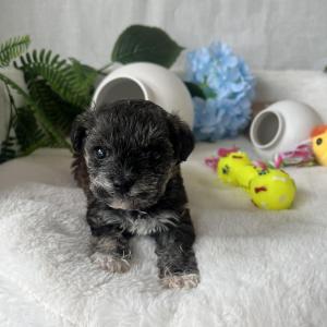 🐶 사랑스러운 말티푸 아가, 평생 가족을 기다려요!