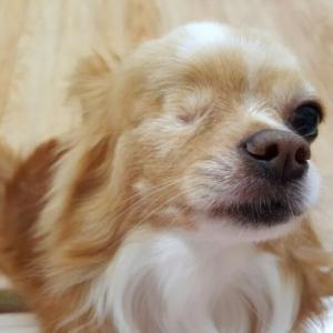 장모 치와와 찾아요