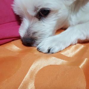 사당동에서 잃어버렸어요