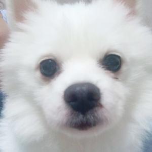 흰색 스피츠를 보호하고 있습니다 임시보호처를 찾고 있습니다