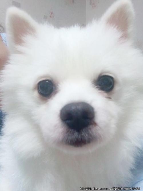 흰색 스피츠를 보호하고 있습니다 임시보호처를 찾고 있습니다