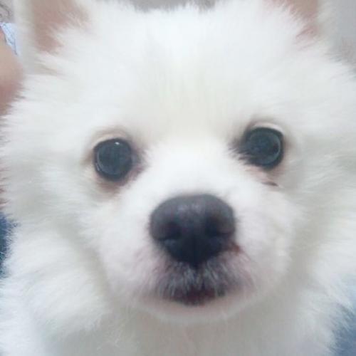 흰색 스피츠를 보호하고 있습니다 임시보호처를 찾고 있습니다