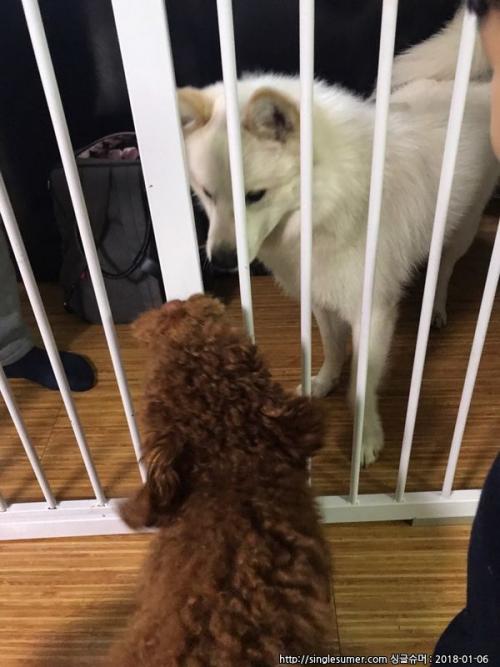 경기도 광주시 양벌리 대주아파트에서 스피츠종류 수컷 잃어버리신분 ㅠㅠ