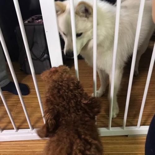 경기도 광주시 양벌리 대주아파트에서 스피츠종류 수컷 잃어버리신분 ㅠㅠ