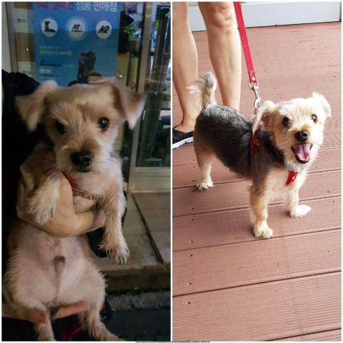 면목동 겸재교 근처 요크셔테리어