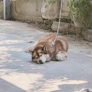 오남리에서 잃어버린 허스키찾아요.