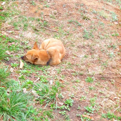 경주시 강동면 안계리 유기견 추정
